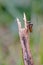 Hover Flies Mating