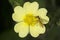 Hover fly bee mimic nectaring on cinquefoil flower, Vernon, Conn