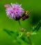 Hover Fly on a Creeping Thistle