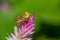 Hover fly ( Eristalinus species Syrphidae )