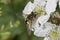 Hover fly feeding on yellow floer