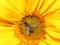 Hover fly, helophilus pendulus, on sunflower