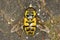 Hover fly Myathropa florea (Syrphidae)