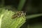 Hover fly Myathropa florea (Syrphidae)