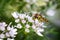 A Hover Fly on Oregano Flowers