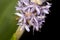 Hover fly on pickerel weed flower in Sunapee, New Hampshire