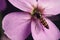 Hover fly on pink flower