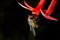 Hover fly with Scarlet Gilia