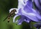 Hover fly sitting on a Bluebell