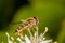 Hover fly sitting on a white flower