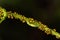 Hover fly Syrphidae,larva feeding on milkweed aphids Aphis nerii