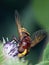 Hover-fly (Volucella Zonaria)