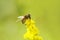 Hover fly on a yellow flower collecting nectar.