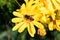 Hoverflies, also called flower flies over a Wild Yellow Daisy - Anacyclus radiatus. Insect of family Syrphidae, they are often