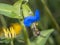 Hoverflies on blue flower