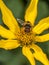 Hoverflies on daisy