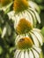 Hoverflies on flower