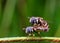 Hoverflies mating