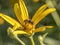 Hoverflies on yellow daisy