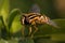 Hoverfly