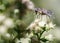 Hoverfly AKA Flower Fly nectaring on white flower