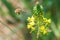 Hoverfly approaching flower