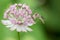 Hoverfly on astrantia flower