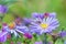 Hoverfly on a blue flowe