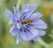 Hoverfly on chicory flower