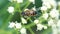 Hoverfly on a cluster of white flowers