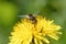 A hoverfly collects pollen from a dandelion flower