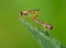 Hoverfly couple mating on a green leaf