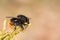 Hoverfly, Criorhina ranuculi, male, sitting on green moss