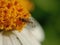 A Hoverfly On A Daisy Flower