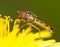 Hoverfly on dandelion