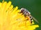 Hoverfly on a Dandelion