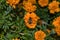 Hoverfly or Dronefly subfamilies Eristalinae Latin: Eristalis tenax on orange flower Marigold Latin: Tagetes, close up.