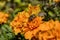 Hoverfly or Dronefly subfamilies Eristalinae Latin: Eristalis tenax on orange flower Marigold Latin: Tagetes, close up. Soft