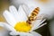 A hoverfly eating from a daisy flower