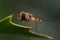 Hoverfly eating nectar