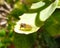 Hoverfly Epistrophe Grossularie on Sedum Leaf
