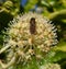 Hoverfly Episyrphus Balteatus on Fatsia Flower