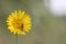 Hoverfly( Episyrphus balteatus) on yellow flower (Crepis vesicar