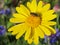 Hoverfly Eristalis pertinax on yellow flower of Golden Marguerite