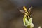 Hoverfly (Eupeodes corollae)