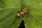 Hoverfly (Eupeodes corollae)