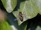 Hoverfly Eupeodes luginer on Ivy Leaf
