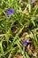 Hoverfly (Eupodes latifascatus) flits between delicate bluebells. Runnymede, Surrey.