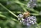 Hoverfly feeding on Lavender