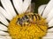 Hoverfly feeding on pollen